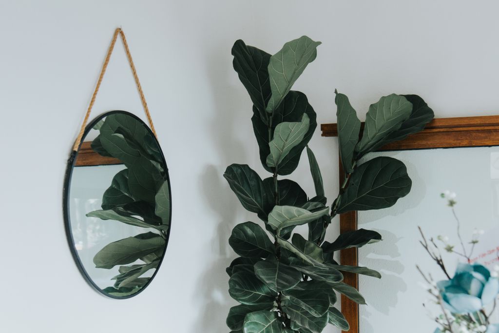 round black mirror with rope hanger on white wall next to large fiddle leaf fig plant